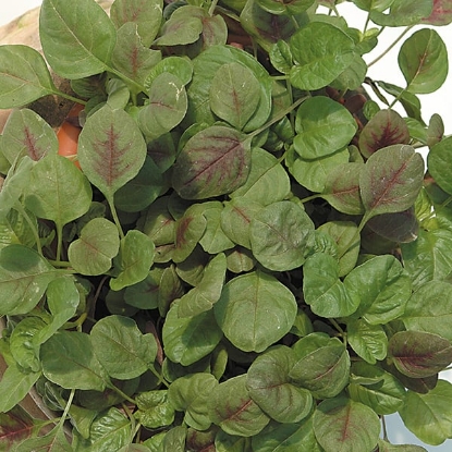 Picture of Amaranth, Red